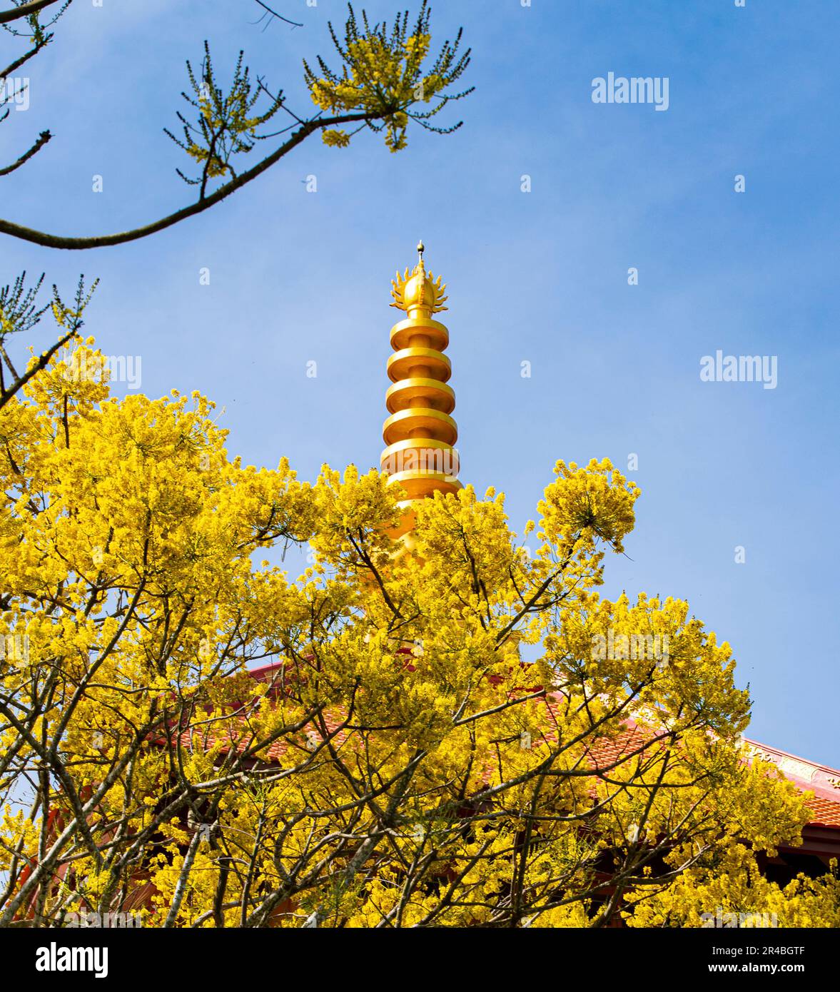 Gelbe phoenixs blühen brillant in der Fledermaus-Nha-Klosterpagode, Bao Loc City, Vietnam Stockfoto