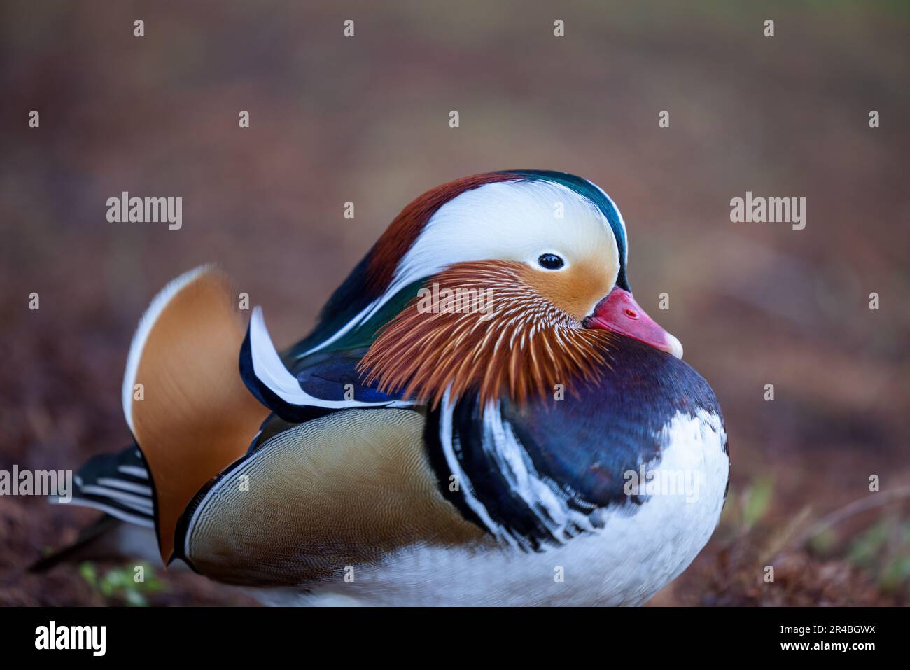 Eine männliche Mandarinenente mit ihren leuchtenden Federn, die am Grasufer steht Stockfoto