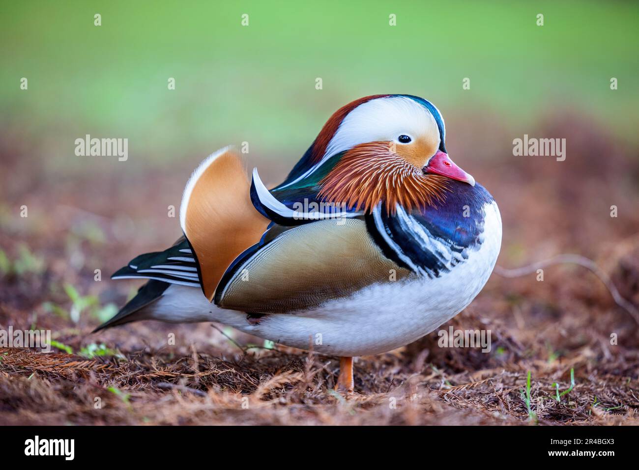 Eine männliche Mandarinenente mit ihren leuchtenden Federn, die am Grasufer steht Stockfoto