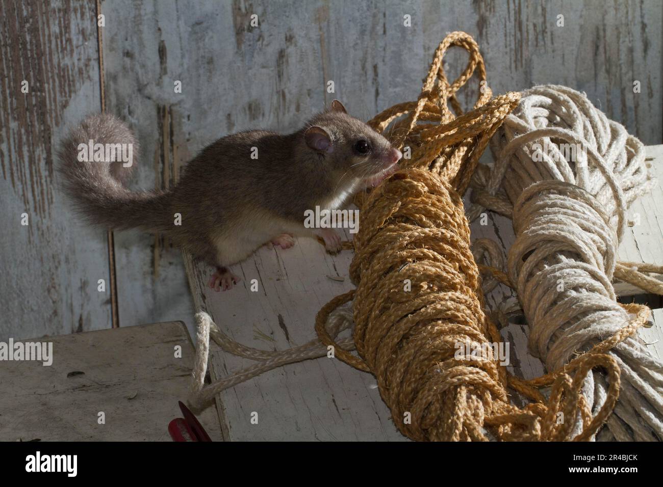 Fette Dormaus, essbare Dormaus (Glis glis), alte Werkstatt Stockfoto