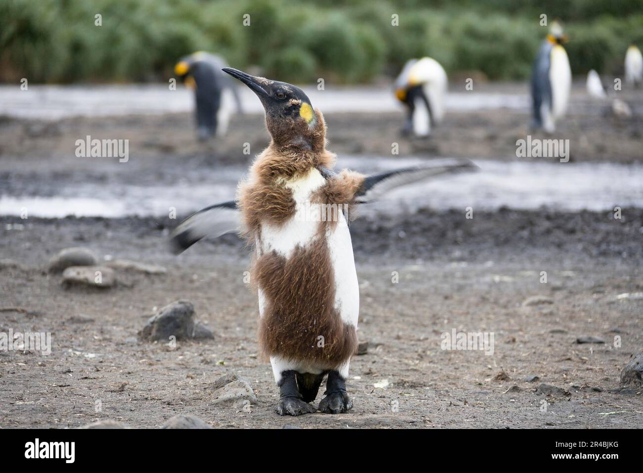 Königspinguin (Aptenodytes patagonicus), Jungtiere, Schimmelpilze, Salisbury Plains, Südgeorgien, Formen Stockfoto