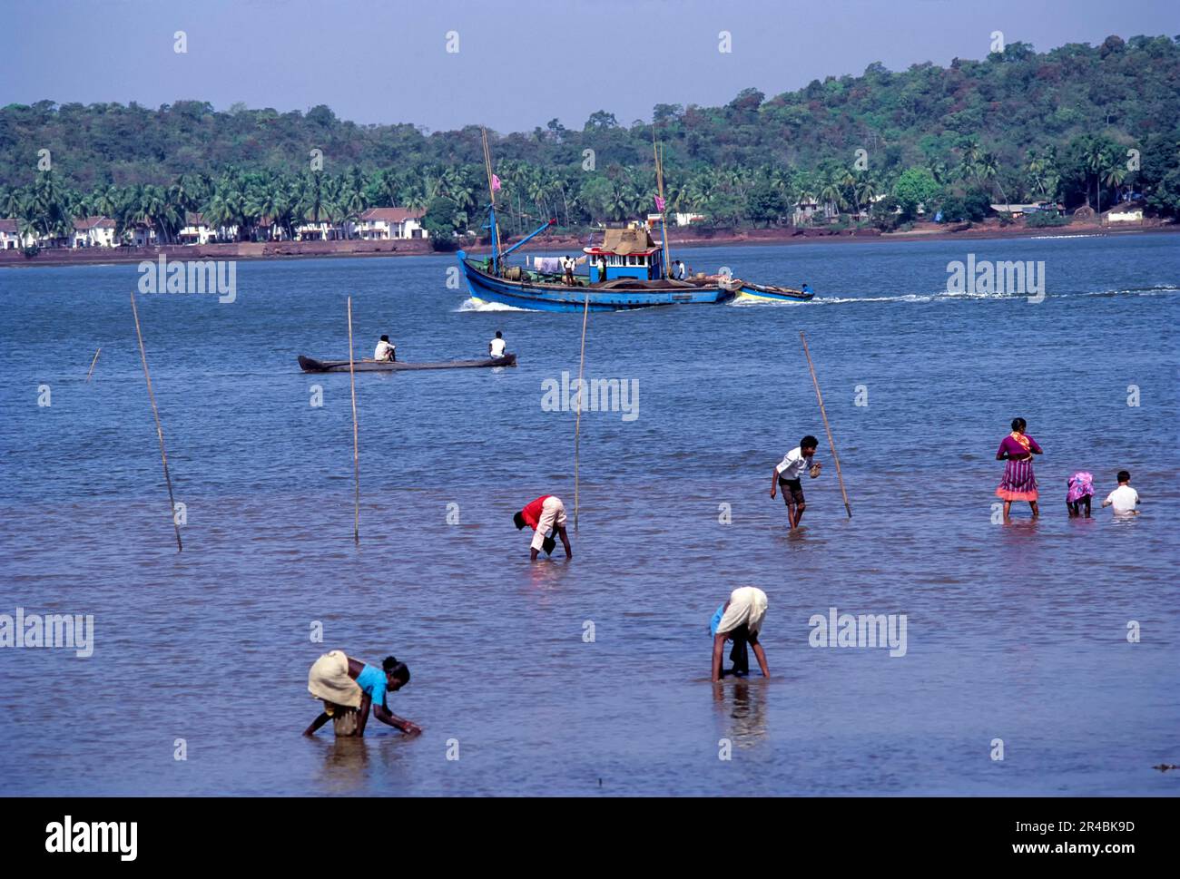 Suche im Mandovi River, Goa, Indien, Asien Stockfoto