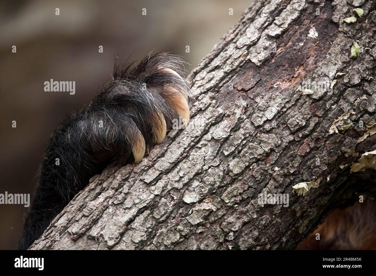 Brillenbär (Tremarctos ornatus), Pfote mit Krallen, Andenbär Stockfoto