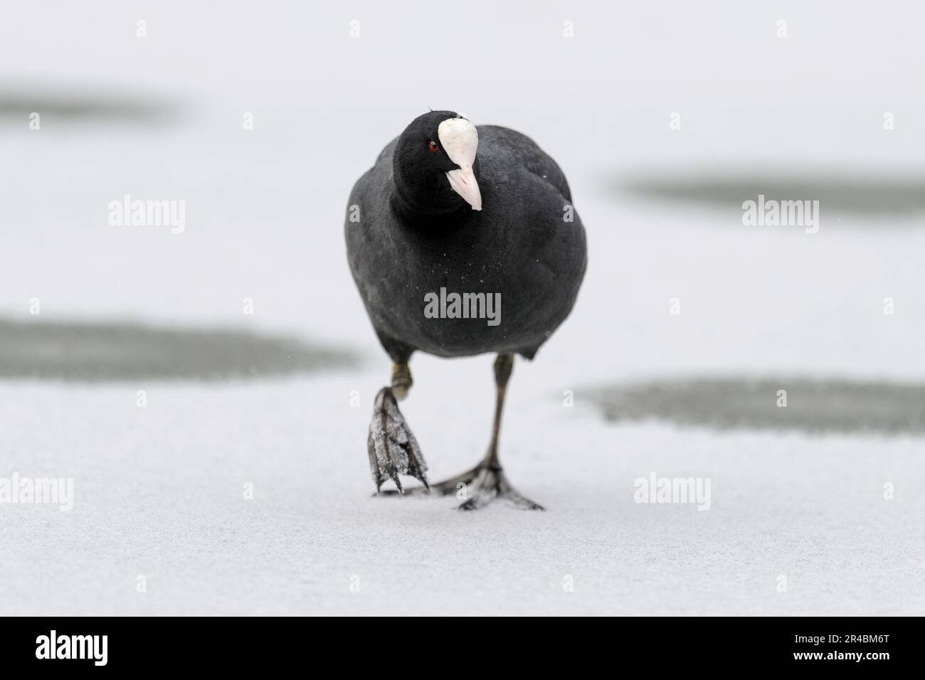 Eurasischer Coot, Fulicia atra, Freilandhaltung, Deutschland Stockfoto