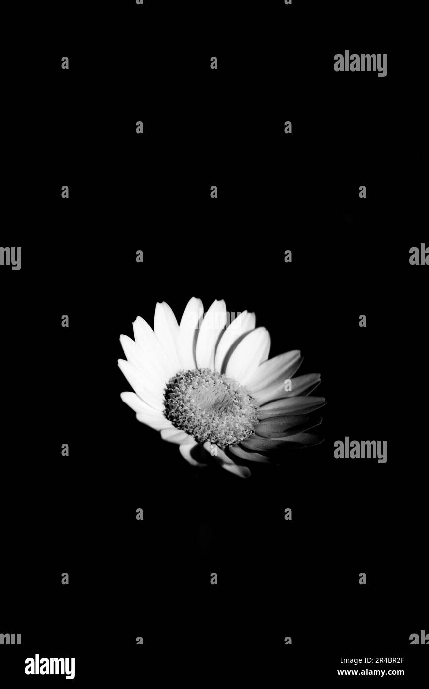 Eine lebendige Nahaufnahme einer einzelnen Blume vor einem dunklen Hintergrund, die ihre Schönheit und komplizierte Details zeigt Stockfoto