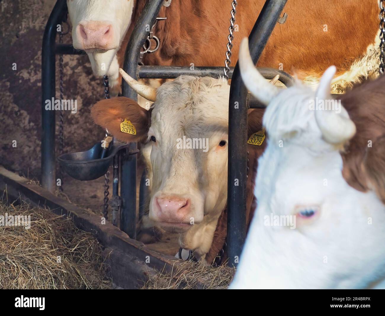 Eine Kuhherde, die in einer Scheune, gesichert mit Ketten, frisches Heu genießt Stockfoto