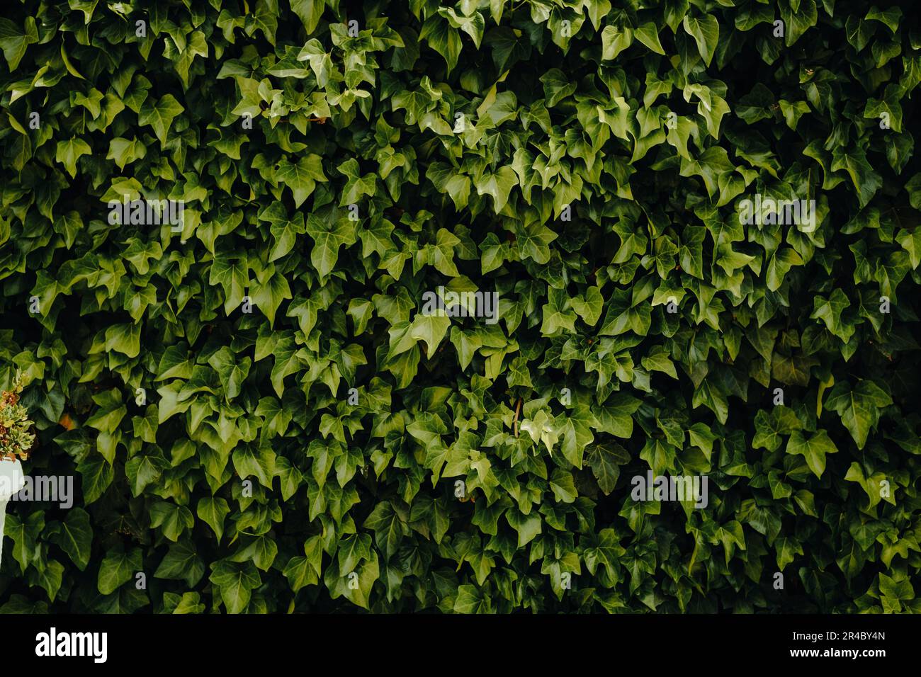 Foto mit grüner Wandtextur mit hübschem Muster. Saubere Umgebung. Organischer natürlicher Hintergrund. Stockfoto