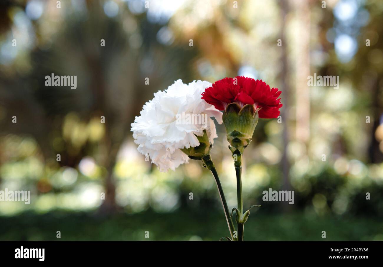 Weiße und rote Rosen über dem verschwommenen grünen Stadtpark. Saubere Umgebung. Organischer natürlicher Hintergrund. Inspirierende Tapete. Stockfoto