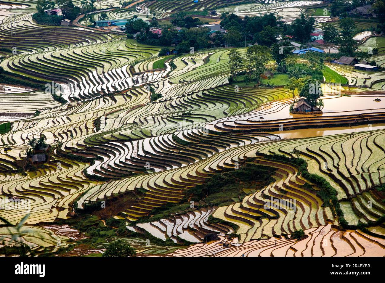 In der Regenzeit werden die terrassenförmig angelegten Felder begossen, und in der Provinz Lao Cai, Vietnam, transplantieren die Farmer Reis Stockfoto