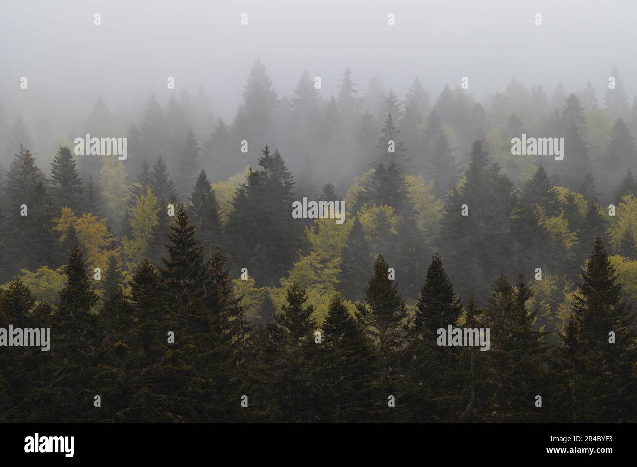 Ein üppiger Wald aus Kiefern inmitten einer nebligen Atmosphäre. Stockfoto