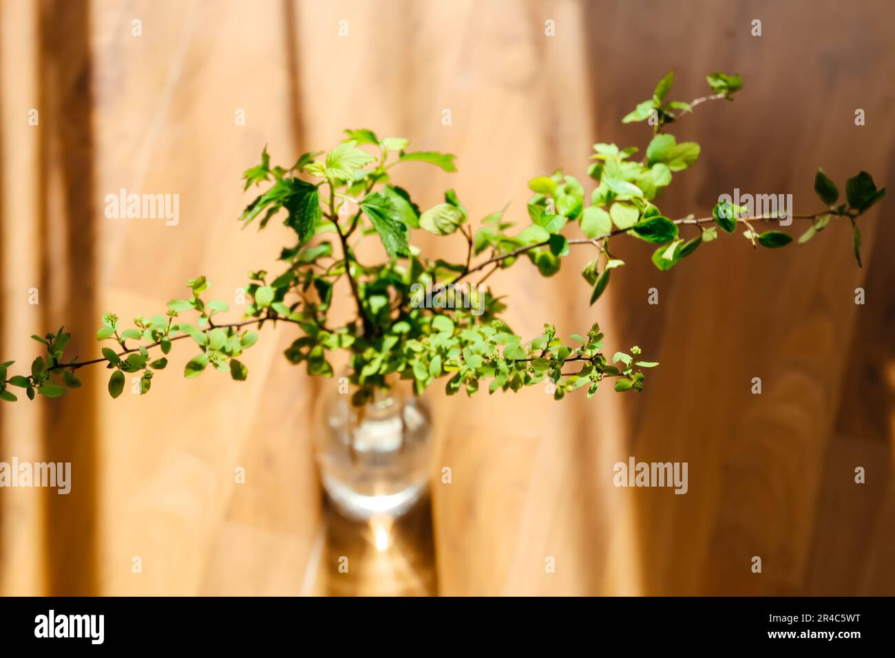 Kräuterzusammensetzung im minimalistischen Stil. Frühlingsbaumzweige in Vase. Harte Schatten und helles Sonnenlicht. Stockfoto