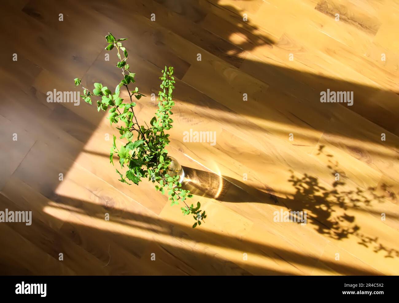 Kräuterzusammensetzung im minimalistischen Stil. Frühlingsbaumzweige in Vase. Harte Schatten und helles Sonnenlicht. Stockfoto