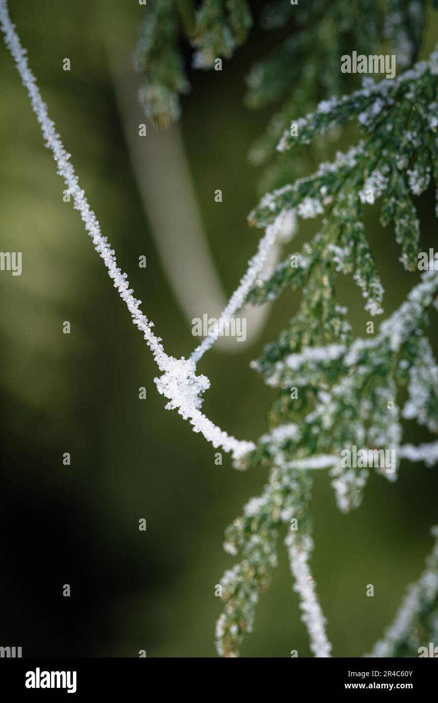 Eine wunderschöne Winterszene mit einer Kiefer mit schneebedeckten Nadeln, die im Sonnenlicht glitzern Stockfoto