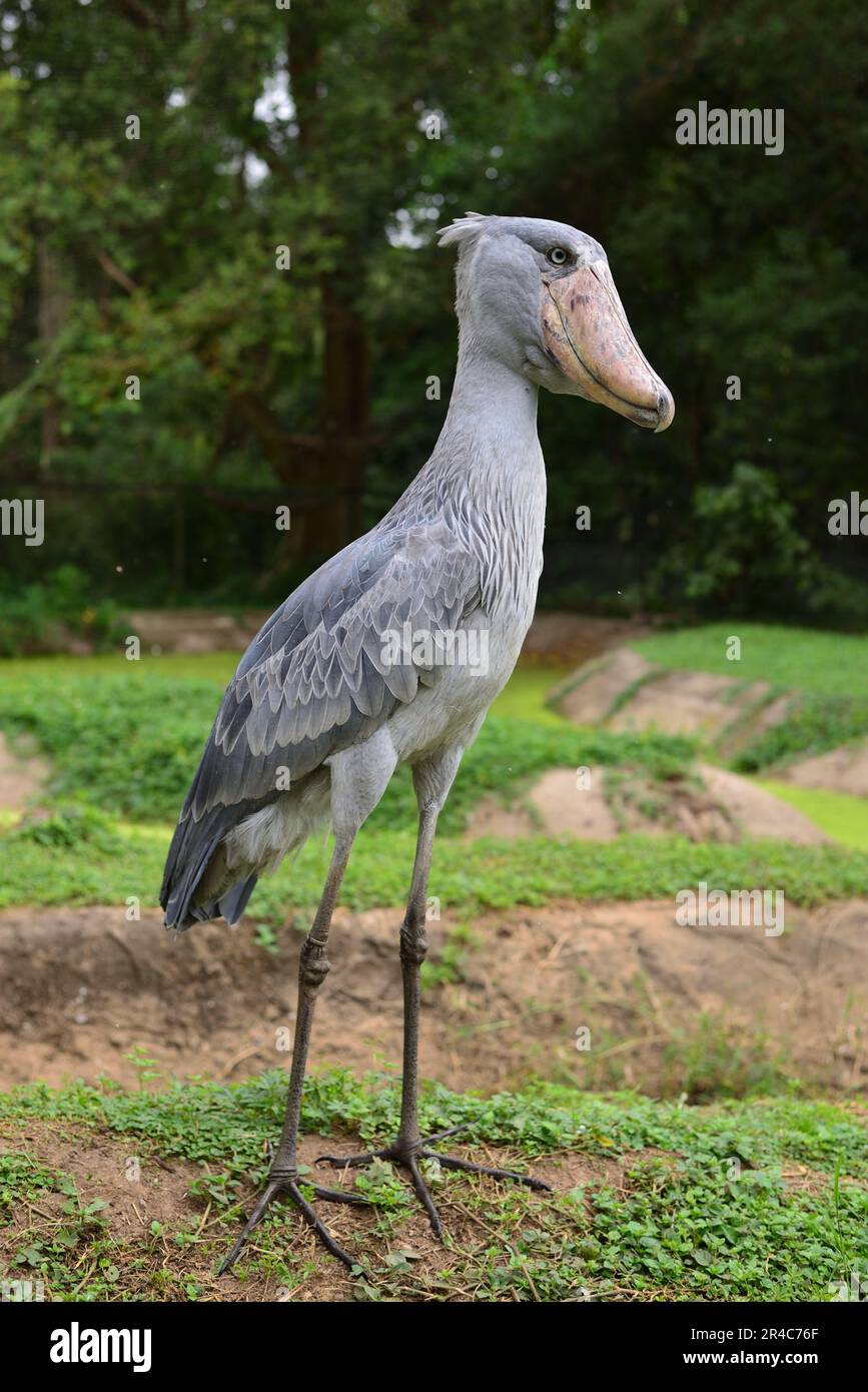 Sushi, der Shoebill Stork Stockfoto