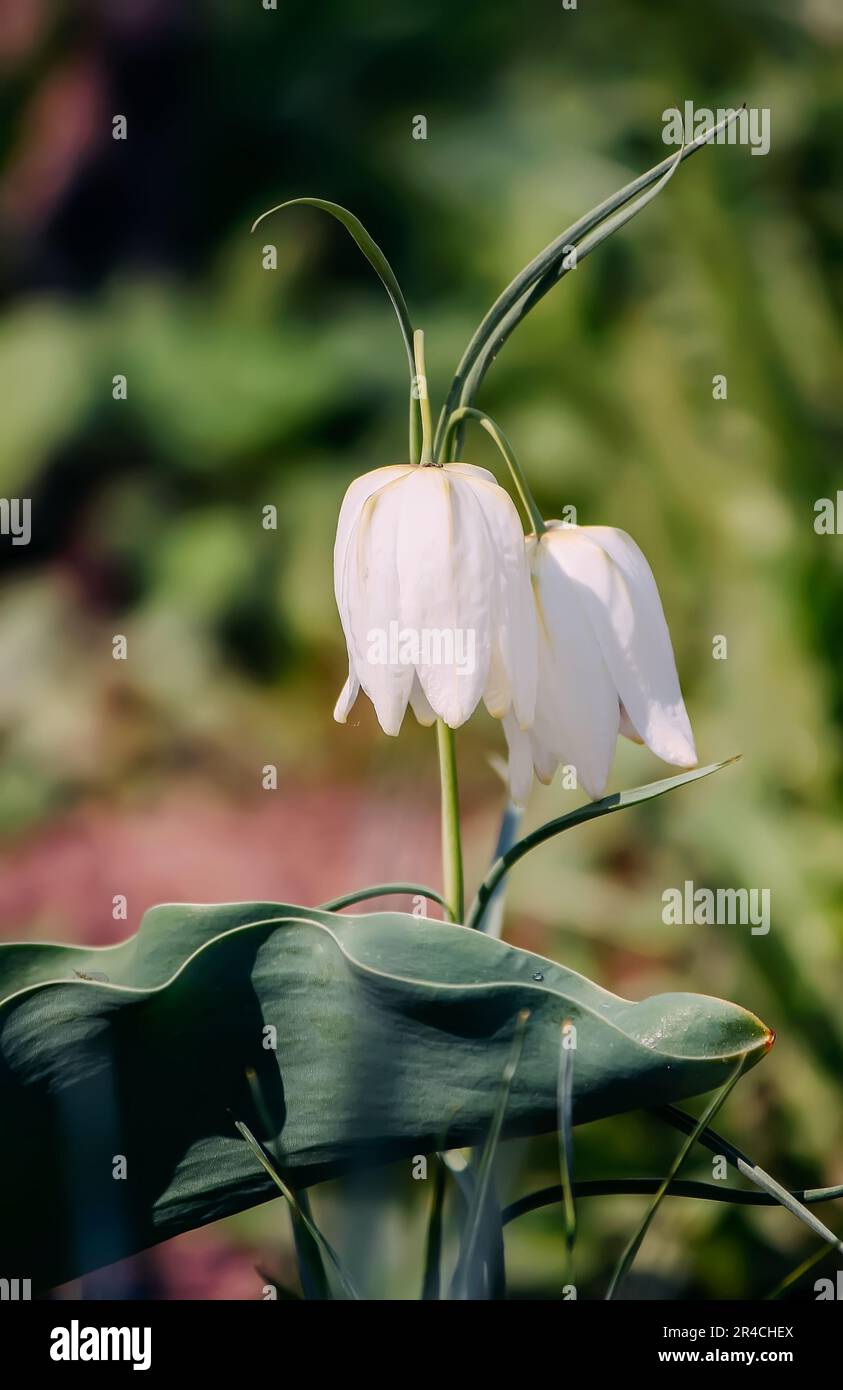 Fritillaria meleagris blüht in einem Frühlingsgarten. Stockfoto