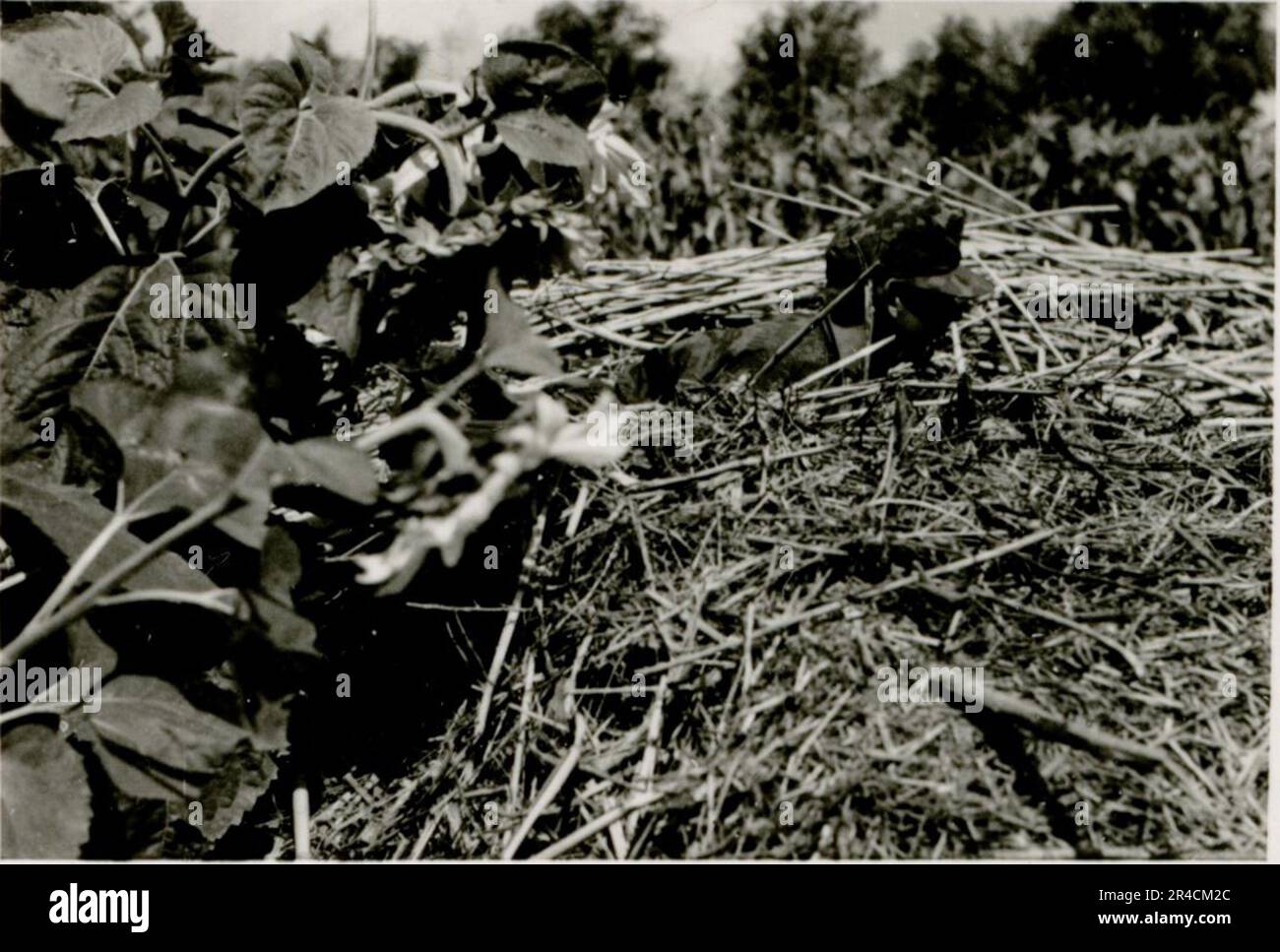 SS-Fotograf Willi Altstadt, Wiking Division, Russland 1942. Dorfszenen in der Gegend von Rostow, ein Panzer III (mit Einheitensymbolen) und panzer Grenadier auf der Steppe, Kampfszenen entlang eines Flusses, Nahaufnahmen der Infanterie auf dem Feld mit individuellen und Besatzungswaffen, eine Flussüberquerung (Überfall und Pontonflöße), Bau eines Straßenblocks, russische Kriegsgefangene, SS-Soldaten zum Angeln und Schwimmen, Zeremonie der Einheiten, Beobachtungsposten mit Blick auf einen Fluss und schwere Artilleriecrew mit Haubitzen. Bilder, die die Front-Front-Aktivitäten der Waffen-SS-Einheiten an der westlichen und östlichen Front zeigen, i. Stockfoto