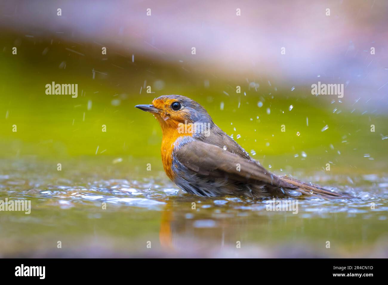 European Robin Erithacus rubecula Bird cleaning in Water Stockfoto