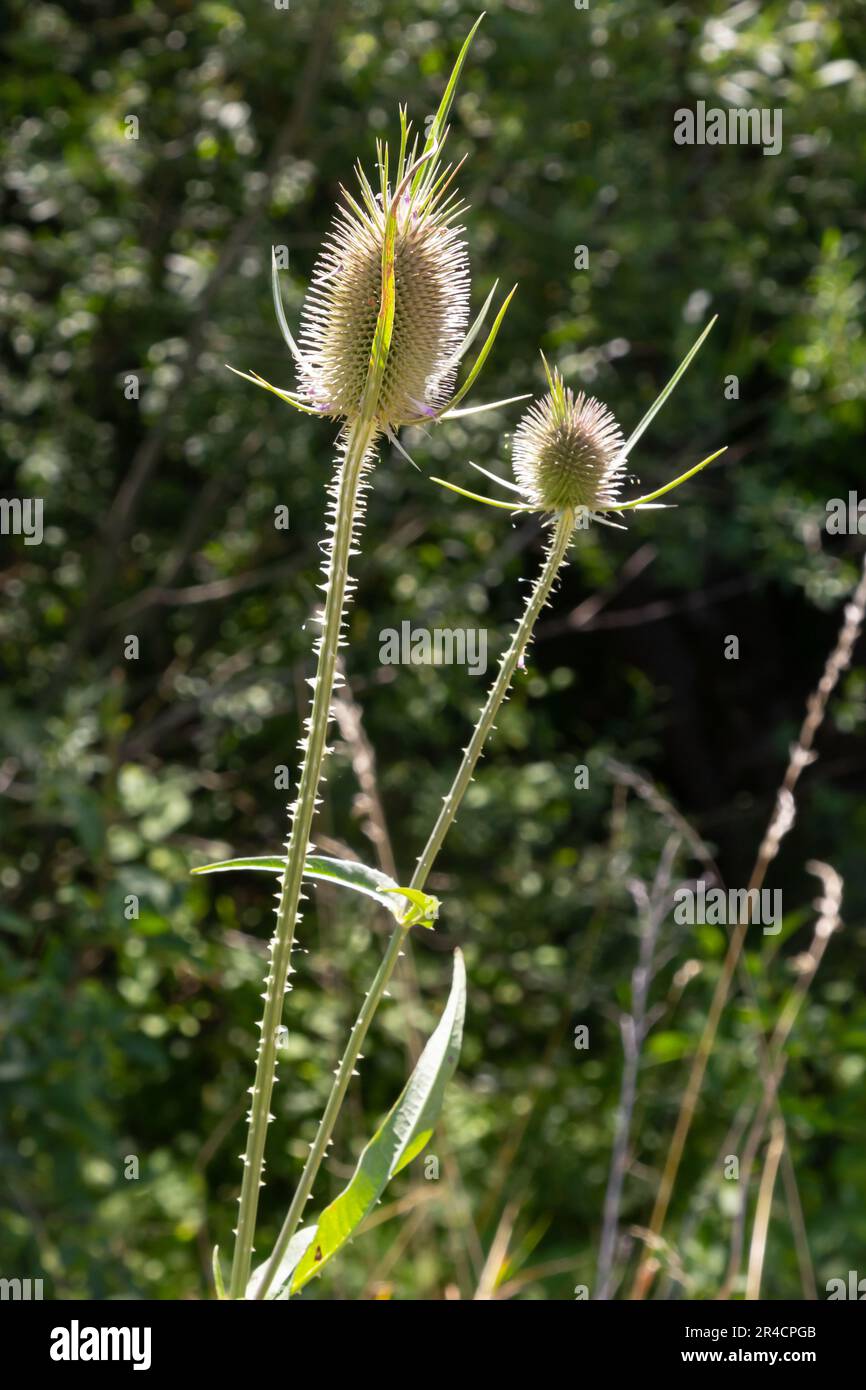 Blumen aus wildem Teesel im Herbst, auch Dipsacus fullonum oder wilde Karde genannt, ausgewählter Fokus, Bokeh. Stockfoto