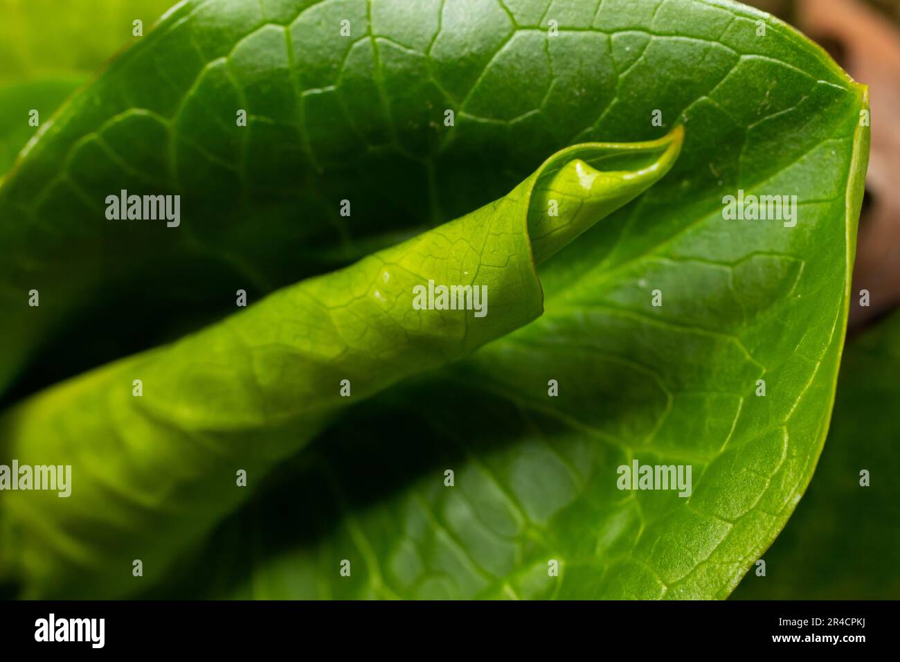 Kuckuckoopint oder Arum maculatum-pfeilförmiges Blatt, Waldgiftpflanze in der Familie Araceae. Pfeilförmige Blätter. Andere Namen sind Nakeshead, Adders ro Stockfoto