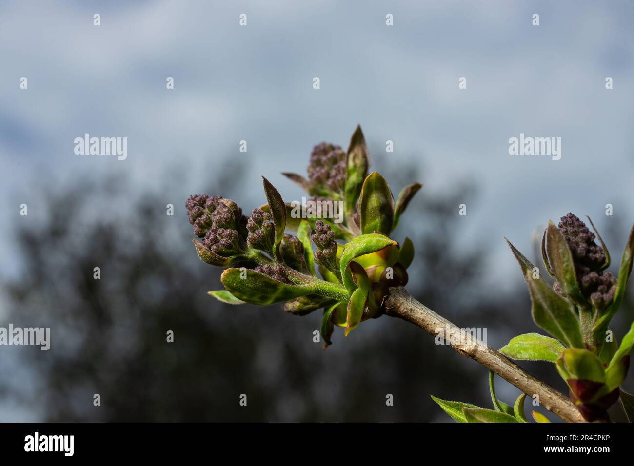 Zweige mit Fliederknospen. Violette Syringa-Baumblume. Junge Blätter und Fliederknospen. Blütenknospen von Flieder. Stockfoto