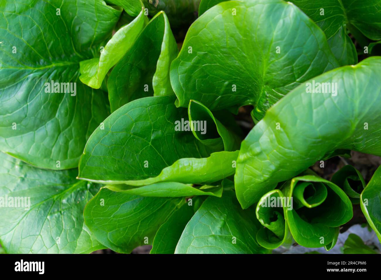 Kuckuckoopint oder Arum maculatum-pfeilförmiges Blatt, Waldgiftpflanze in der Familie Araceae. Pfeilförmige Blätter. Andere Namen sind Nakeshead, Adders ro Stockfoto