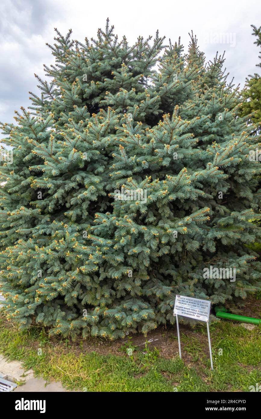 Senator Robert Dole pflanzte den Baum zum Gedenken an Doktor Kelikian im Jahr 1997 Stockfoto