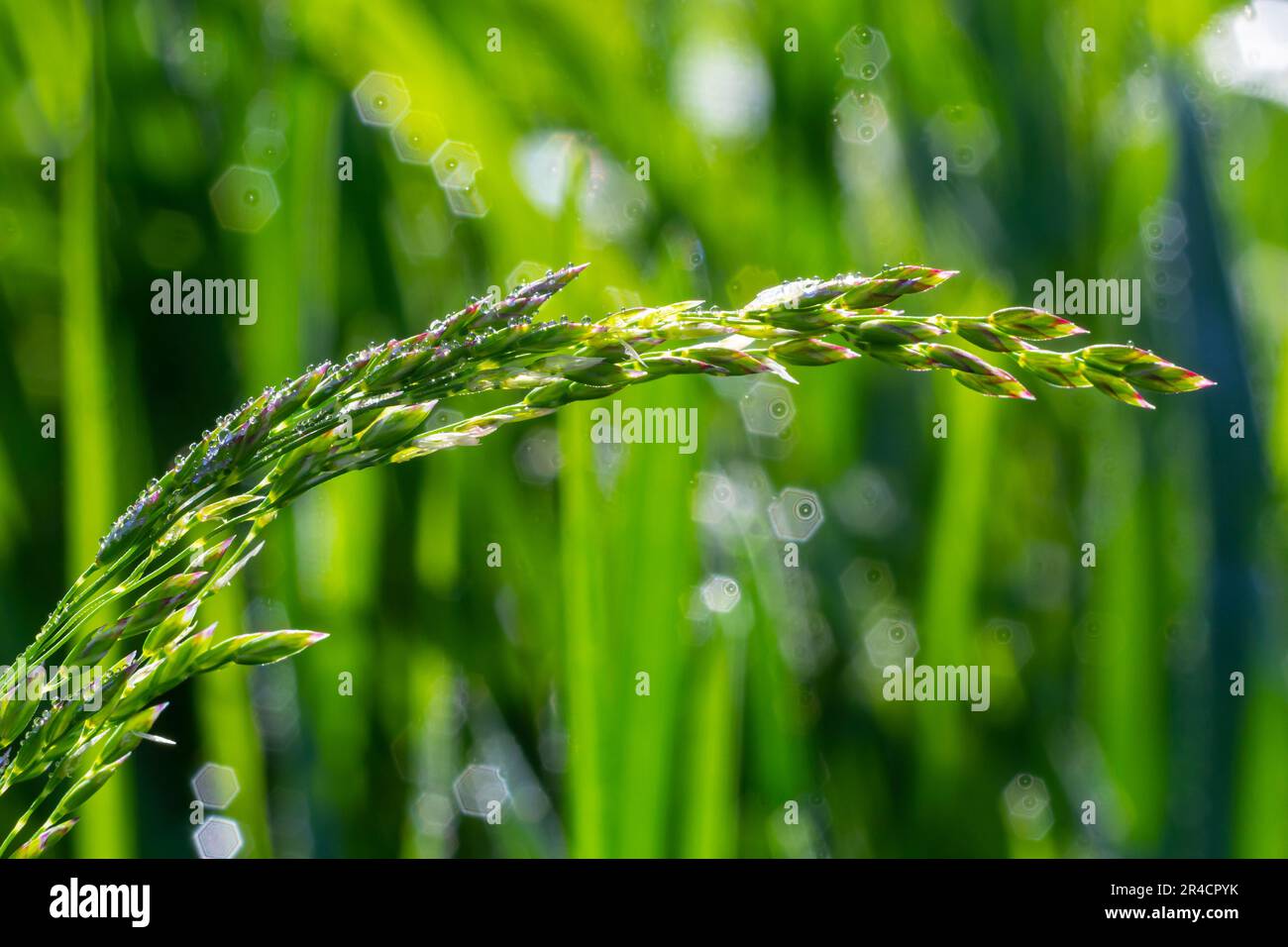 Frische grüne Gras mit Tautropfen hautnah. Wasser driops auf das frische Gras nach regen. Licht Morgentau auf dem grünen Rasen. Stockfoto