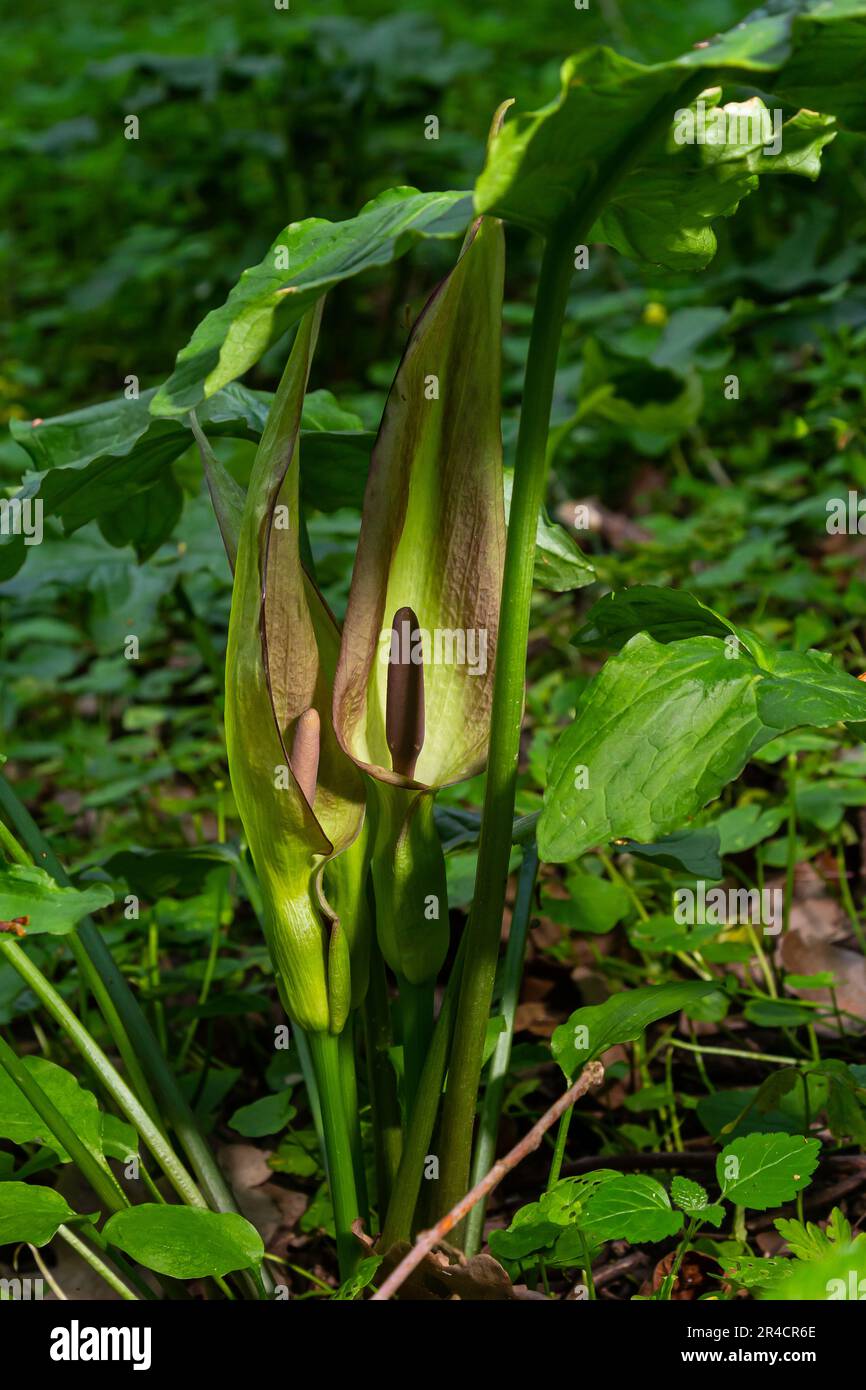 Kuckuckoopint oder Arum maculatum-pfeilförmiges Blatt, Waldgiftpflanze in der Familie Araceae. Pfeilförmige Blätter. Andere Namen sind Nakeshead, Adders ro Stockfoto