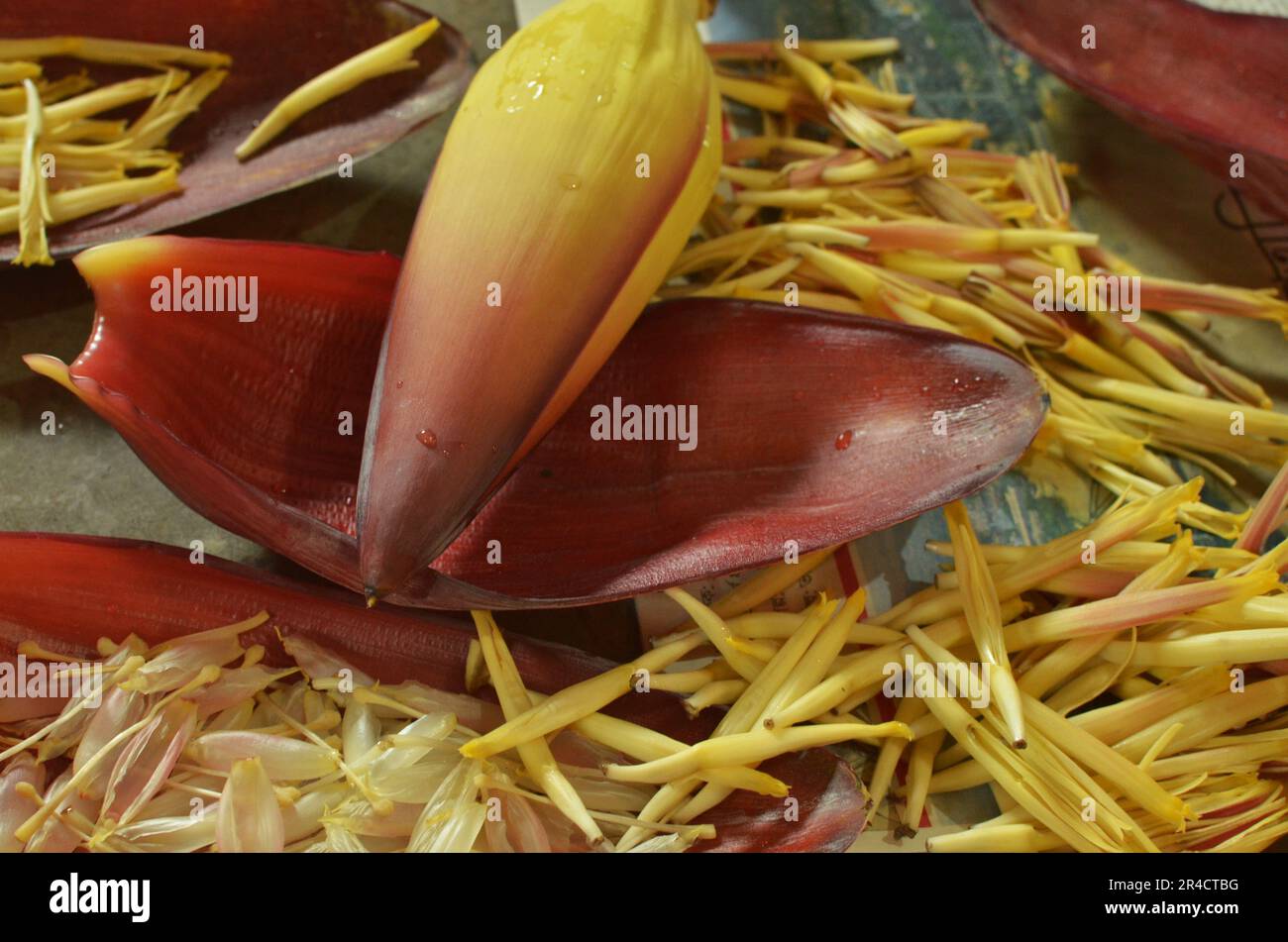 Wunderschöne Bananenblume Stockfoto