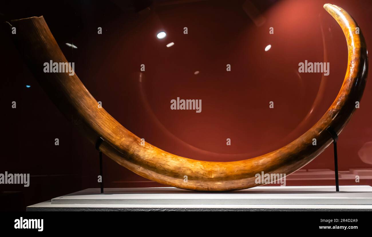 Der Steppemammuth (Mammuthus trogontherii, Mammuthus armeniacus)-Elefantenzahn. Quartalszeit, Shirak. Elfenbein Stockfoto
