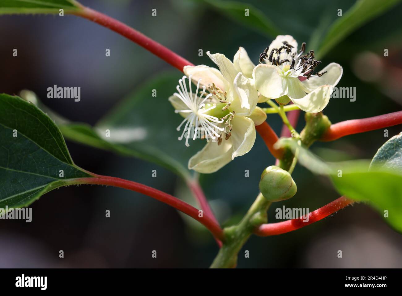 Männliche und weibliche Blüten der Kiwis Stockfoto