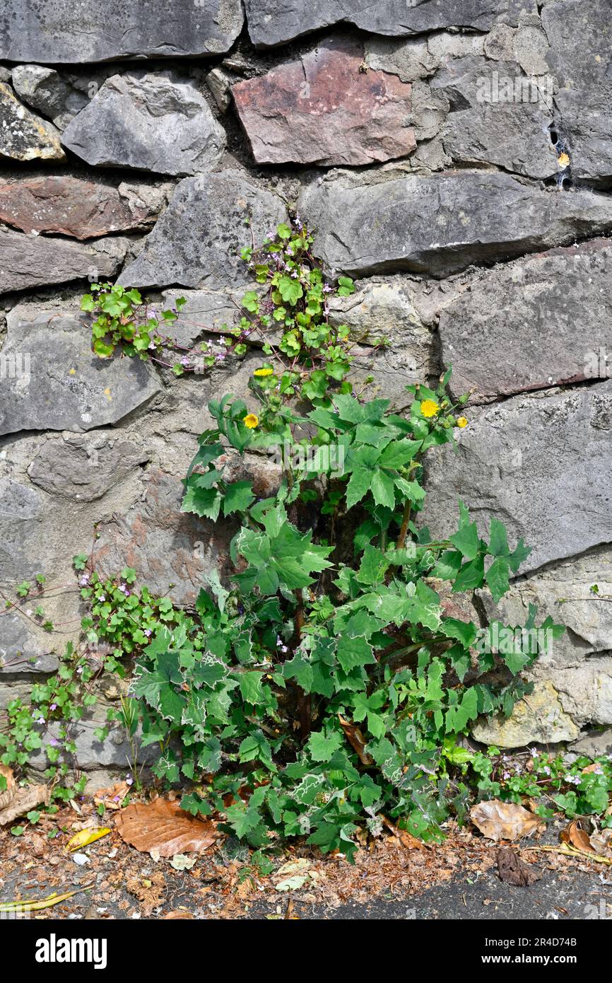 Unkraut wächst in Rissen in Steinwänden und Gehwegen Stockfoto