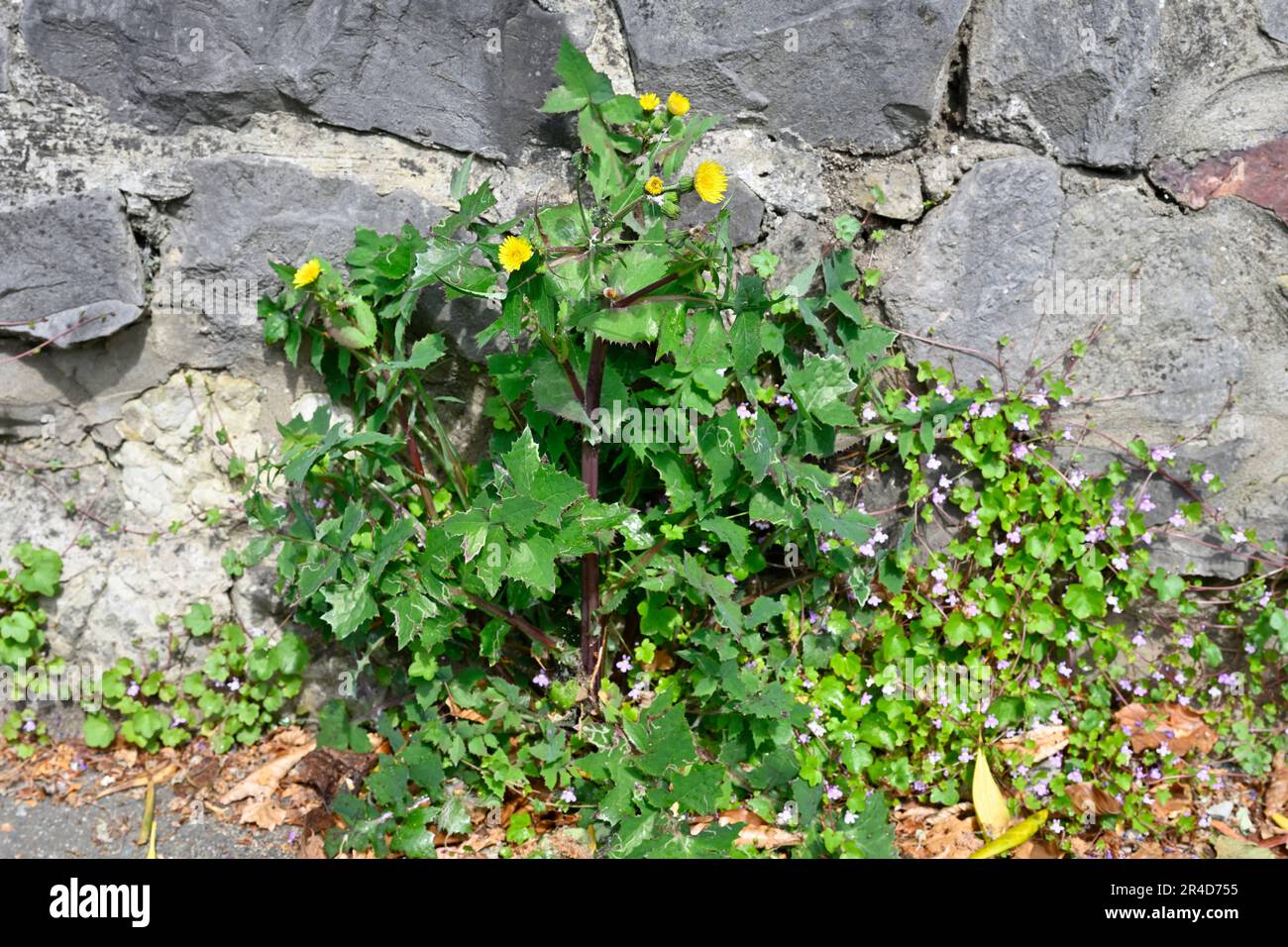 Unkraut wächst in Rissen in Steinwänden und Gehwegen Stockfoto