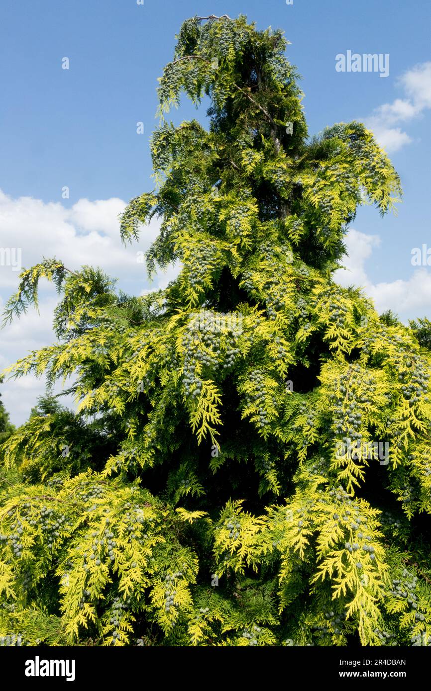 Chamaecyparis lawsoniana Tree, Lawson Cypress, Chamaecyparis lawsoniana „Columnaris Aurea“ Stockfoto