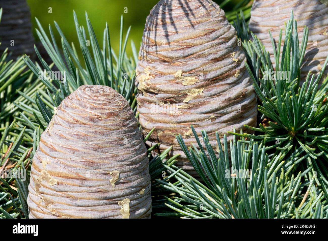 Cones Cedar vom Libanon, Cone on Twig Stockfoto