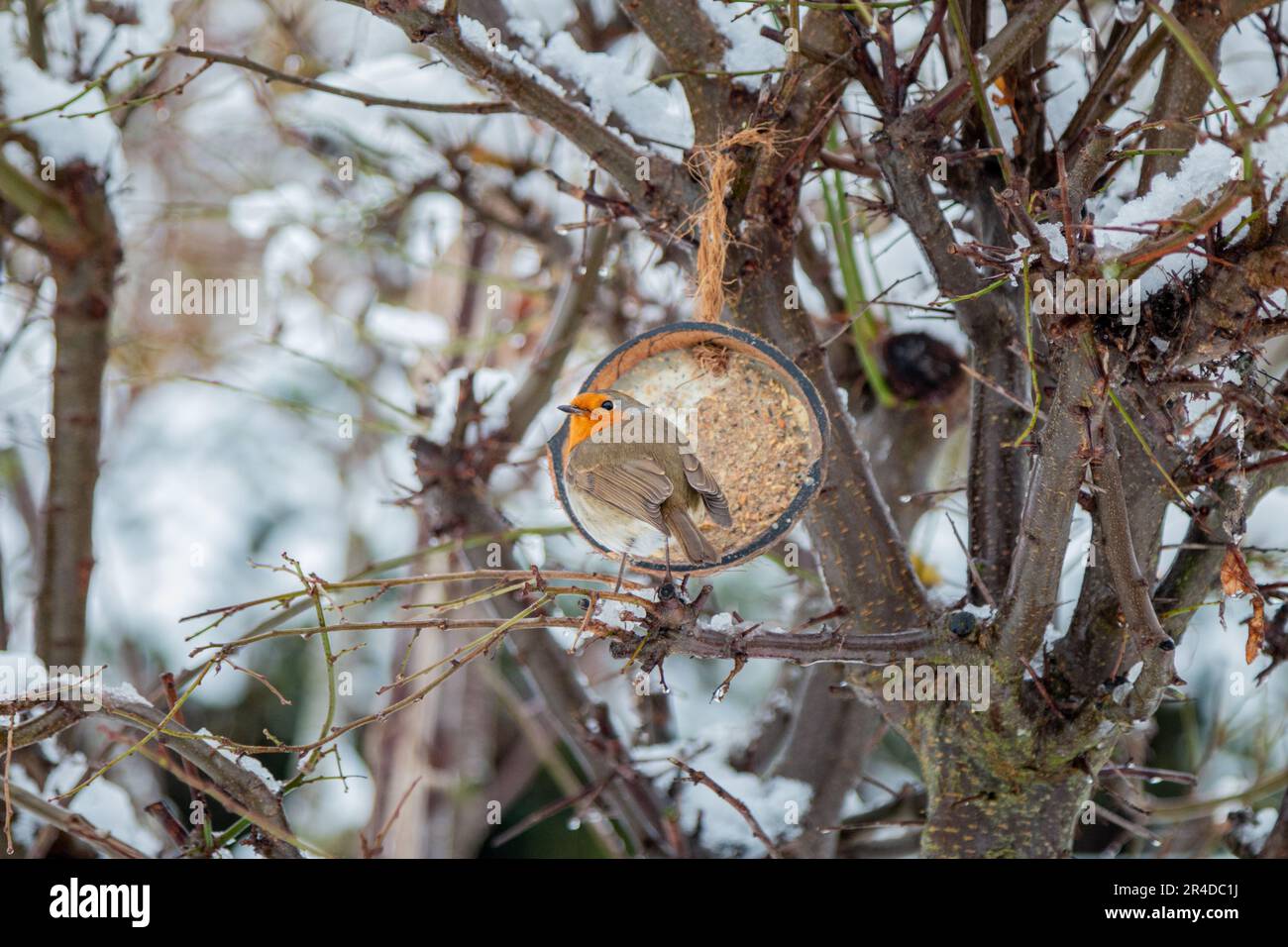 An einem verschneiten Wintertag sitzt ein Rotkehlchen (Erithacus rubecula) neben einer halben Kokosnussfutterpflanze, Cambridge, Großbritannien Stockfoto