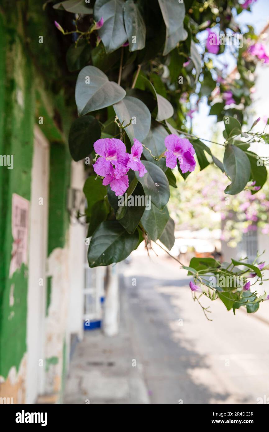 Eine lila Blüte wächst auf einem grünen Gebäude in der Altstadt von Cartagena Kolumbien Stockfoto