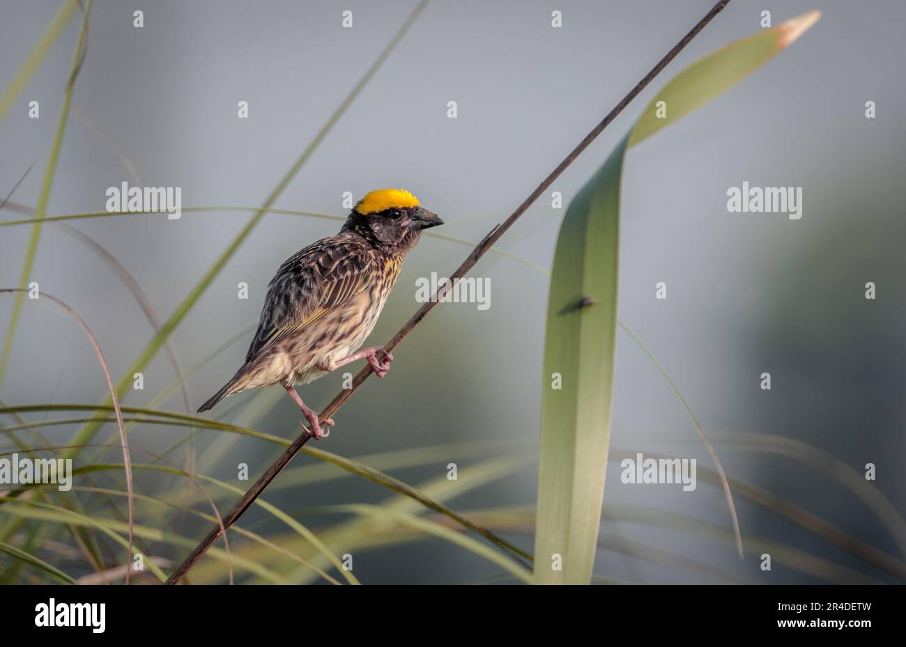 Streakweber ist eine Webervogelart, die in Südasien in den Ländern Bangladesch, Bhutan, Kambodscha, China, Ägypten, Indien, Indonesien, Myan Stockfoto