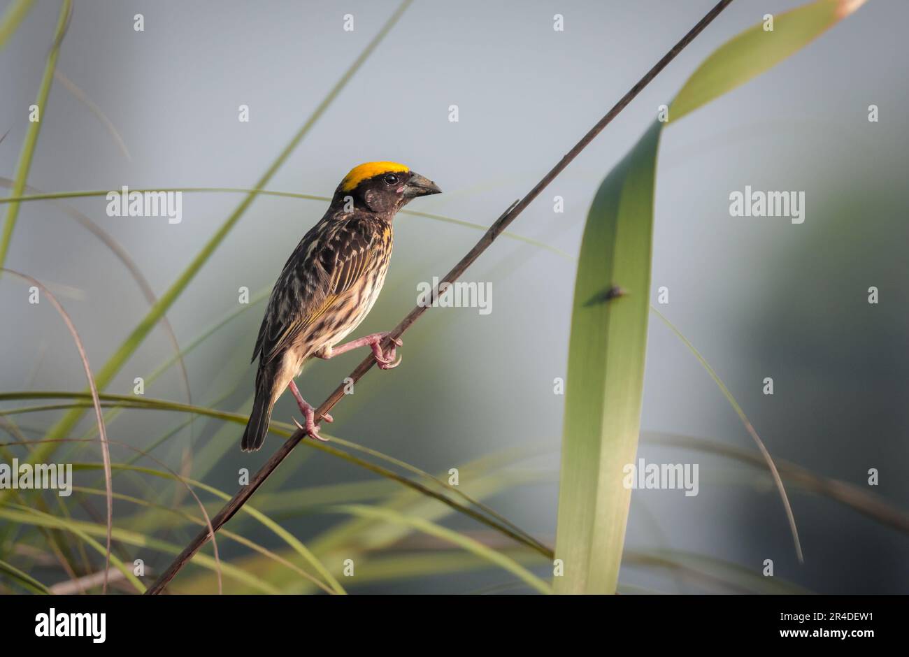 Streakweber ist eine Webervogelart, die in Südasien in den Ländern Bangladesch, Bhutan, Kambodscha, China, Ägypten, Indien, Indonesien, Myan Stockfoto