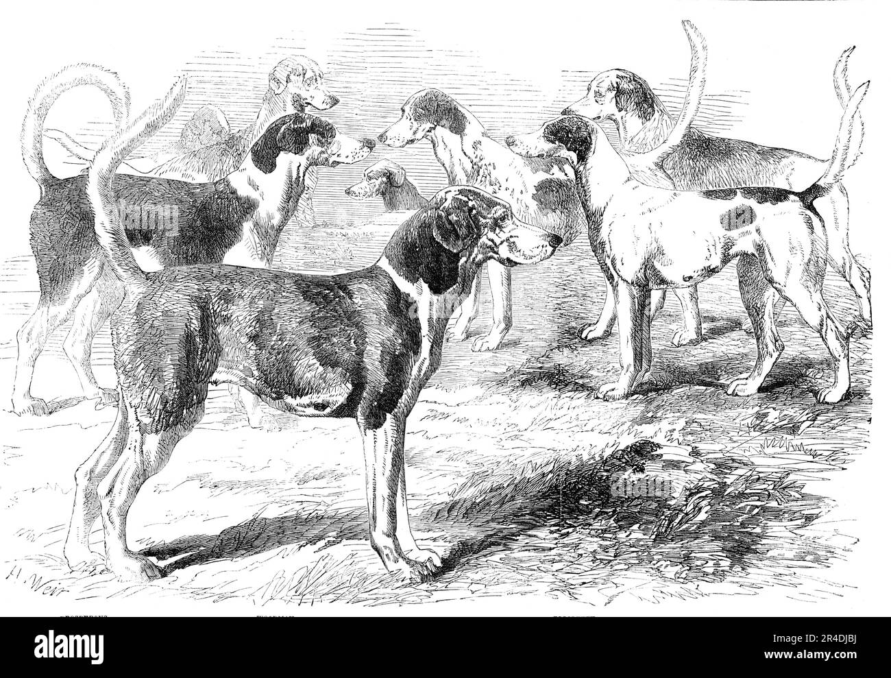 Royal Staghounds: Profious, Woodman, Rigolette, Chanticleer, 1856. „Die königlichen Staghunde, wie wir bereits erwähnt haben, sind wohlgezüchtete Fuchshunde... Obwohl wir nicht zugeben können, dass die Hirschjagd etwas Besseres ist, als eine Behelfslösung für etwas unendlich höheres, was bei Männern entschuldigt werden kann, die keine Zeit für die langen, unsicheren Tage der Fuchsjagd in einem guten Land haben; Aber wir müssen zugeben, dass ein guter Lauf... die beste Reitkunst auf die Probe stellen wird; und wir wissen nicht, wie man einen Tag angenehmer verbringen kann als auf einer Reise zu den Ascot Kennels und den Swinley Deer Kaddocks... das Königliche Rudel litt einst unter Stockfoto