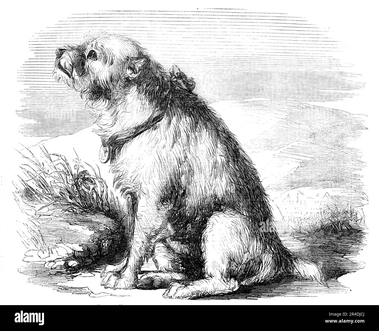 "Sandy", von der Krim, der Hund der Sappers und Miner, 1856. "Dieser Hund, der so berühmt wurde von seinen Abenteuern auf der Krim... wurde mit einer Medaille geschmückt... zu Beginn des Krieges, für den Osten... und war ein großer Wächter des Zelts seines Meisters gegen die Eingeborenen, dessen Ehrlichkeit nicht sprichwörtlich ist..." Große Freunde der Türken und Bashi-Bozouken... war bei der Schlacht von Inkerman anwesend; bekam eine Bajonettwunde, die ihn einige Zeit auf drei Beinen führte; durch die Auswirkungen dieser Wunde, Stockfoto