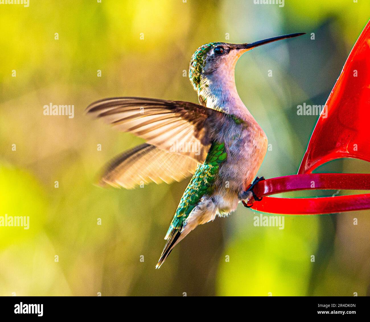 Kolibris. In einem bewachsenen Garten in Barrie Ontario fliegen die kleinsten Vögel zu den bunten Blumen, um sich vom süßen Blütennektar zu ernähren. Stockfoto Kolibris. In einem bewachsenen Garten in Barrie Ontario fliegen die kleinsten Vögel zu den bunten Blumen, um sich vom süßen Blütennektar zu ernähren. Stockfoto