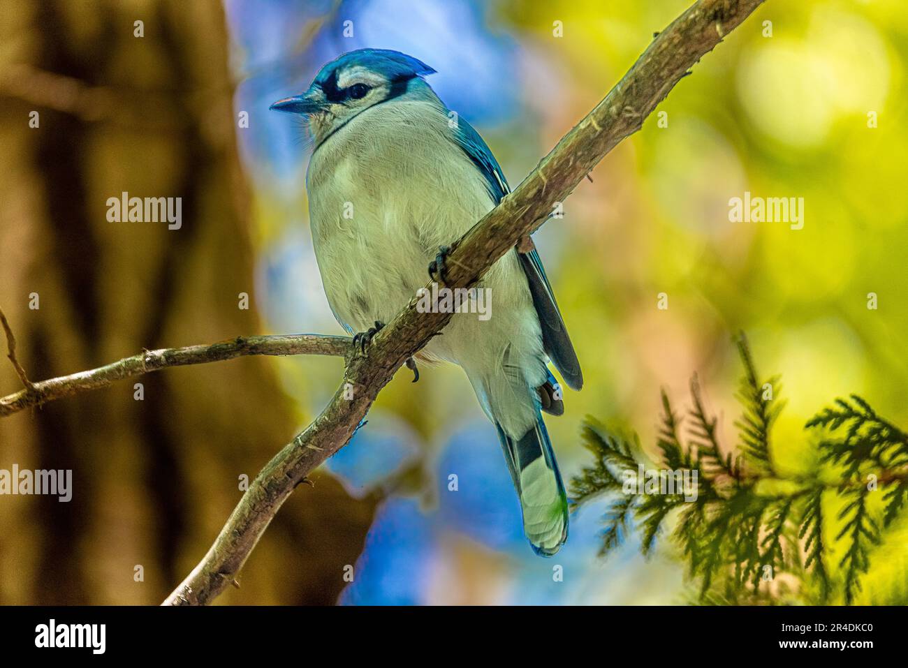 Blauer Jay. Kanadische Vögel. Im kanadischen Wald traf ich einen Vogel, das Symbol von Torontos Blue Jay Baseballteam. Stockfoto Blauer Jay. Kanadische Vögel. Im kanadischen Wald traf ich einen Vogel, das Symbol von Torontos Blue Jay Baseballteam. Stockfoto