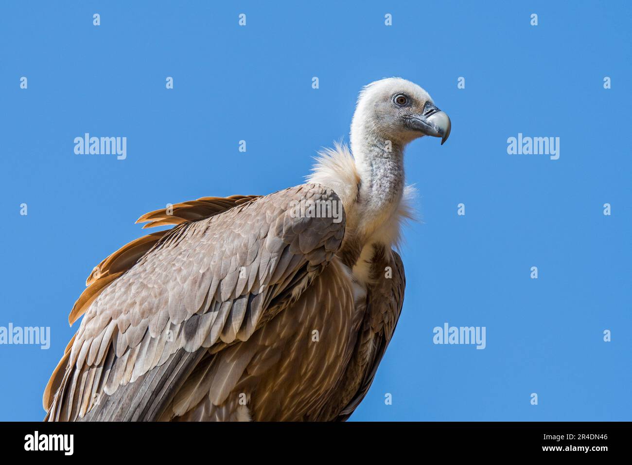 Greifgeier / Eurasischer Gänsegeier (Gyps fulvus) Schnitzelvögel aus Südeuropa, Nordafrika und Asien Stockfoto
