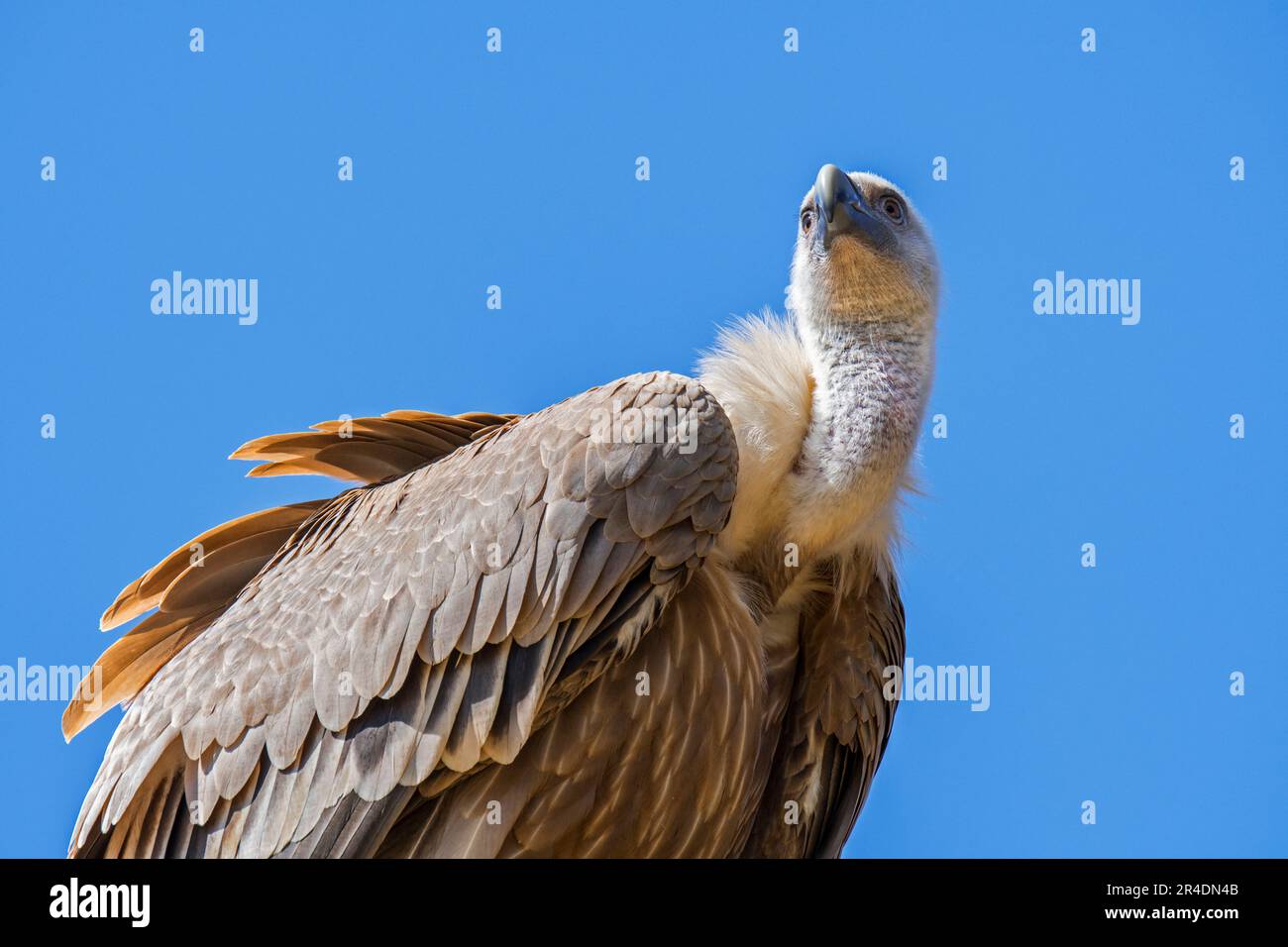 Greifgeier / Eurasischer Gänsegeier (Gyps fulvus) Schnitzelvögel aus Südeuropa, Nordafrika und Asien Stockfoto