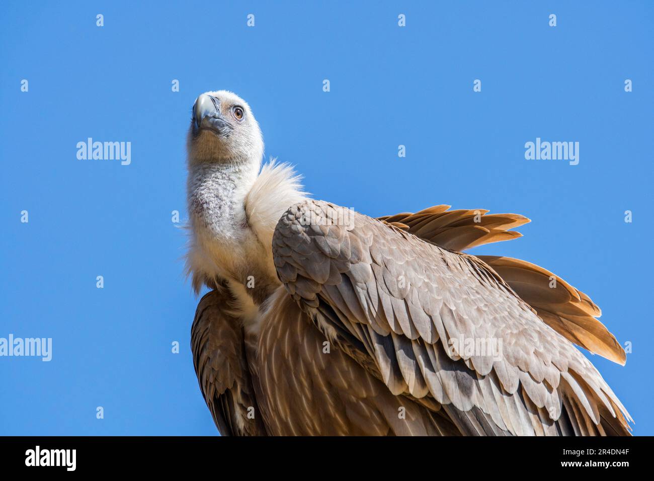 Greifgeier / Eurasischer Gänsegeier (Gyps fulvus) Schnitzelvögel aus Südeuropa, Nordafrika und Asien Stockfoto