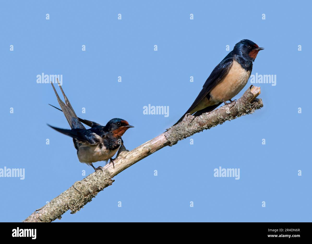 Schwalbe (Hirundo rustica/Hirundo erythrogaster) Paar/Paar im Frühling auf einem Ast Stockfoto