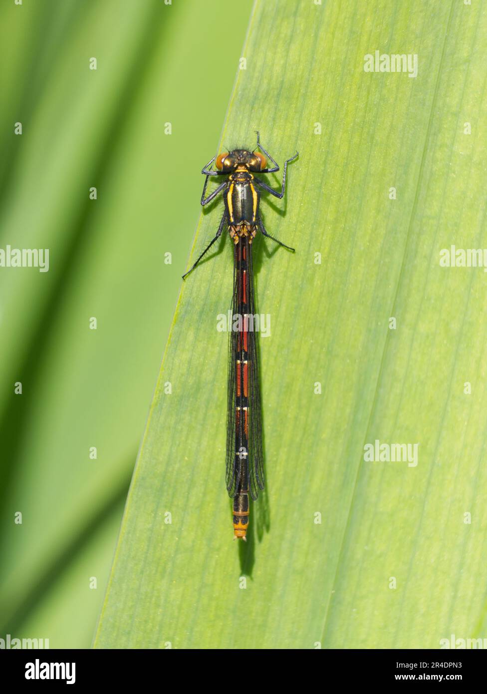 Weibliche große rote Damselfliege (Pyrrhosoma nymphula) auf Irisblatt der Flagge Stockfoto
