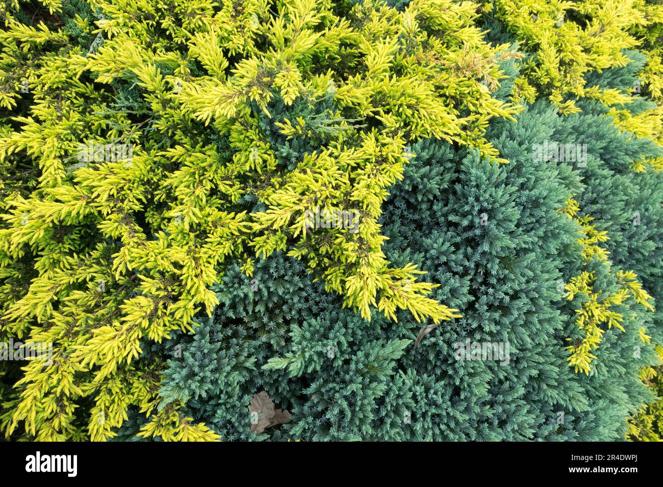 Juniperus „Blue Star“, Juniperus „Gold Treasure“ oder Juniperus „Goldschatz“ Blue Yellow Juniper Stockfoto
