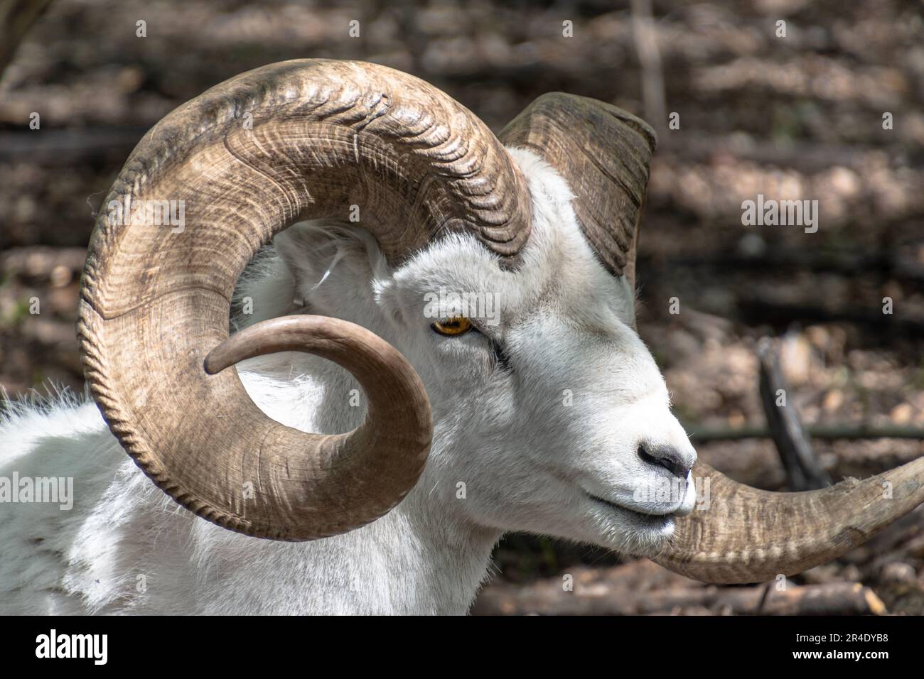 Wilde Schafe, die im Sommer in einer natürlichen Umgebung im Freien zu sehen sind, mit großen Hörnern, die sich um das weiße Gesicht mit verschwommenem Hintergrund kreisen. Stockfoto